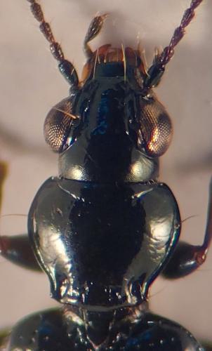Réf. 328 023 : Bembidion minimum