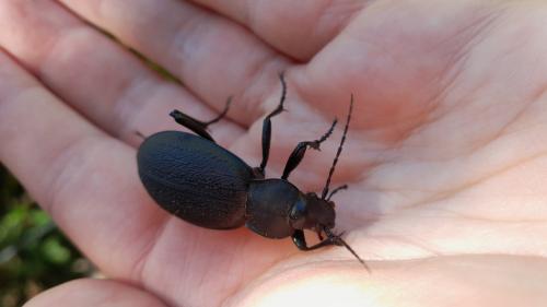 Carabus coriaceus