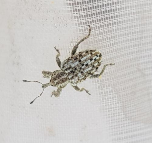 Réf. 328 542 : Hypera pastinacae