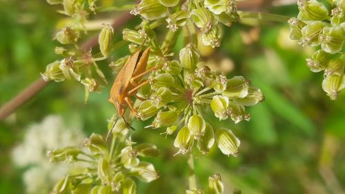 Réf. 328 904 : Carpocoris fuscispinus