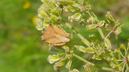 Réf. 328 903 : Carpocoris fuscispinus