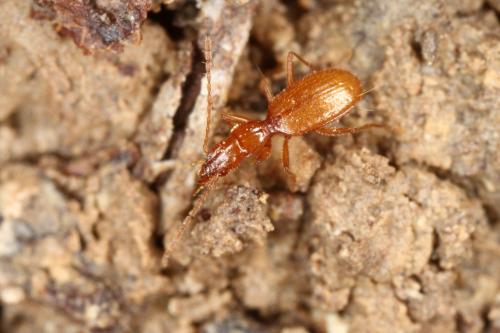 Geotrechus orcinus henroti