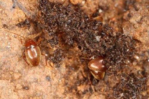 Diaprysius serullazi serullazi