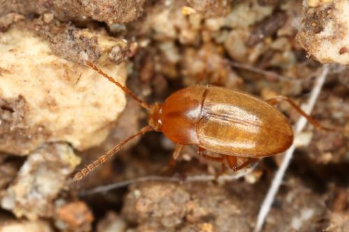 Réf. 328 702 : Speonomus pyrenaeus