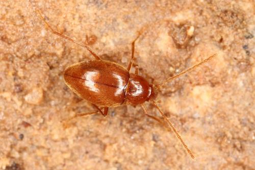 Diaprysius serullazi jolyi