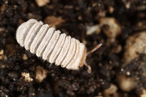 Réf. 328 918 : Trachysphaera lobata