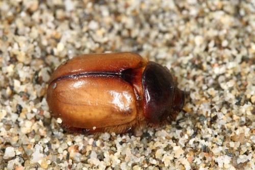 Réf. 328 935 : Calicnemis latreillii