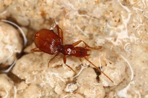 Aphaenops discontignyi