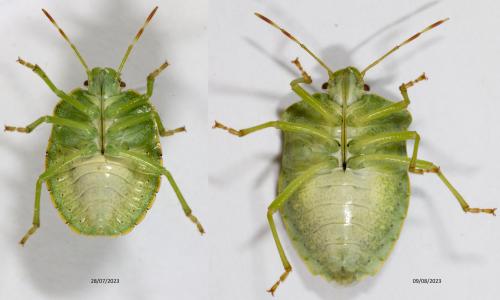 Palomena prasina