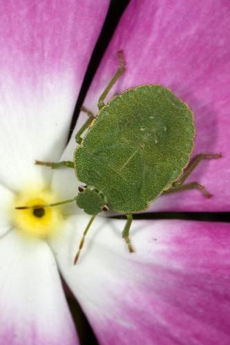 Palomena prasina