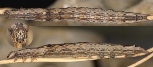 Dysgonia algira