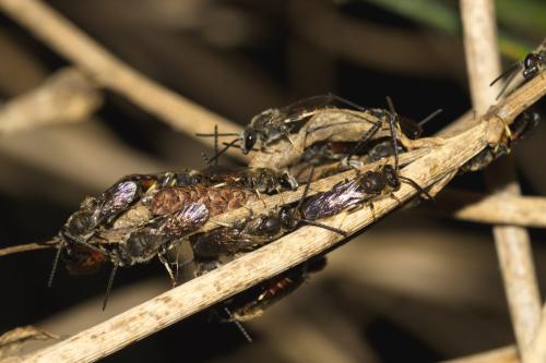 Réf. 328 079 : Lasioglossum sp.