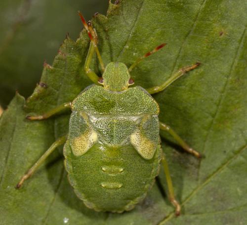 Palomena prasina