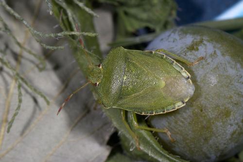 Palomena prasina