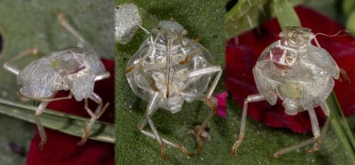 Palomena prasina