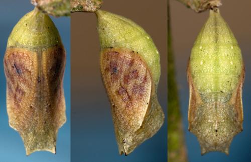 Pararge aegeria