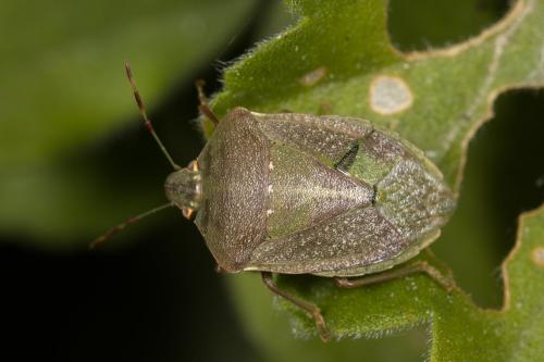 Réf. 328 891 : Nezara viridula