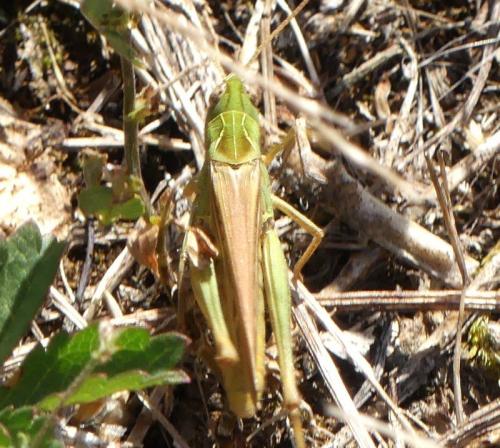Chorthippus sp.