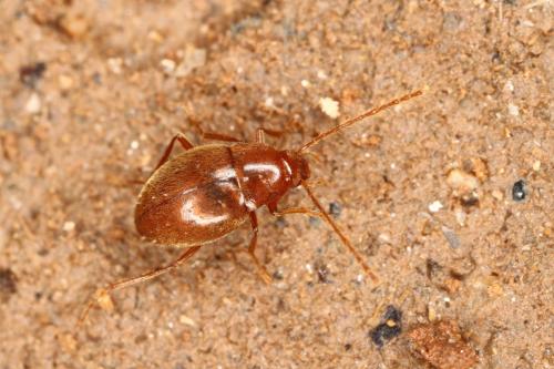 Diaprysius serullazi serullazi