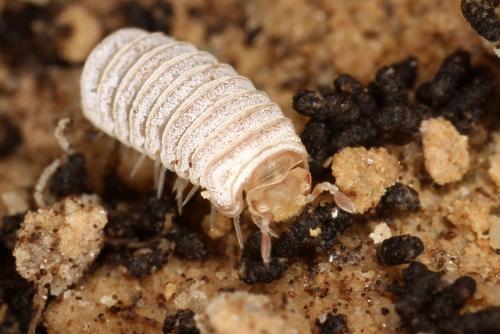 Réf. 328 915 : Trachysphaera lobata