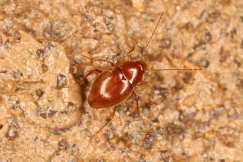 Diaprysius fagniezi