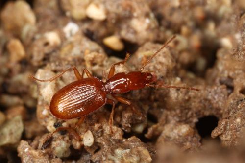 Réf. 328 990 : Geotrechus orpheus
