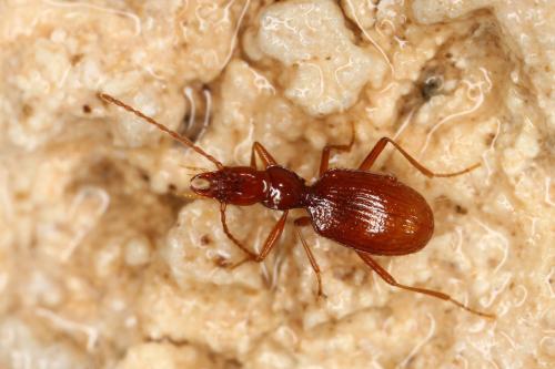 Aphaenops discontignyi