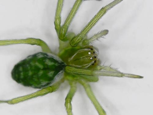 Nigma walckenaeri