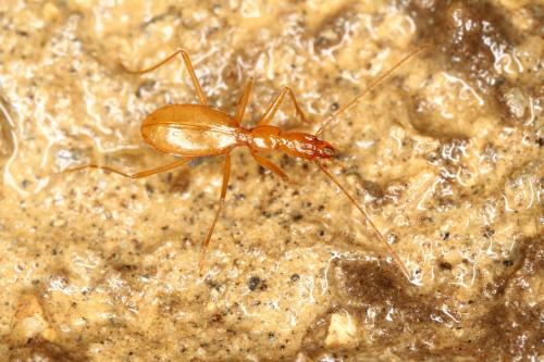 Réf. 328 708 : Aphaenops aeacus