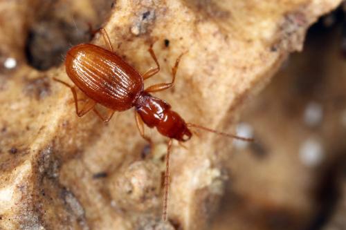 Réf. 328 991 : Geotrechus orpheus