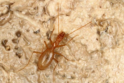 Réf. 328 706 : Aphaenops aeacus