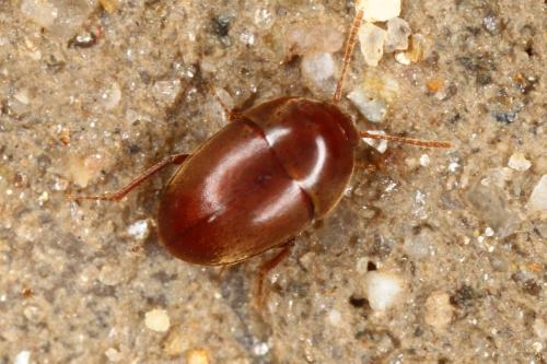 Bathysciola linderi