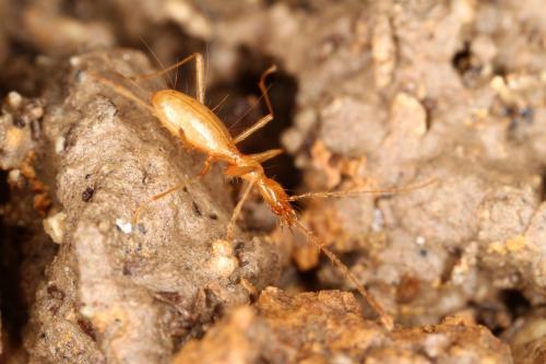 Réf. 328 995 : Aphaenops cerberus inaequalis