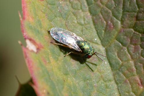 Réf. 328 415 : Pteromalini inconnu