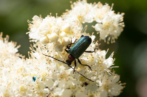 Gaurotes virginea