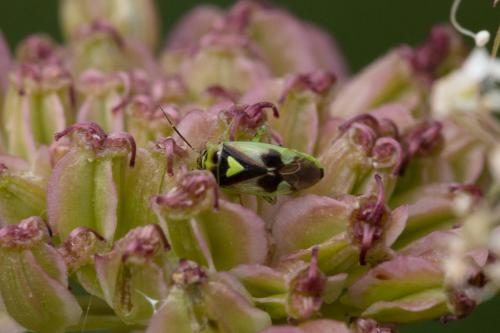 Réf. 328 642 : Orthops campestris