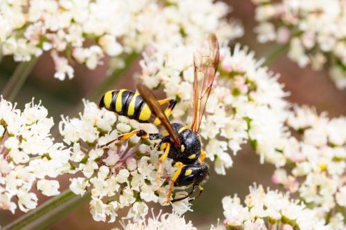 Cerceris (arenaria)