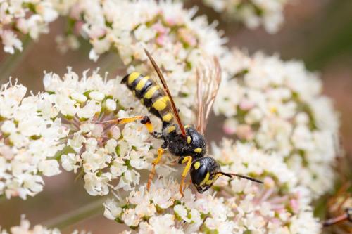 Cerceris (arenaria)
