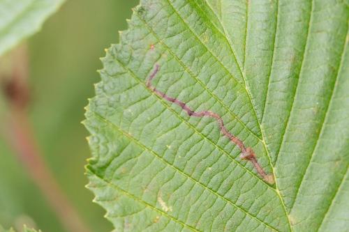 Réf. 328 662 : Agromyza alnivora