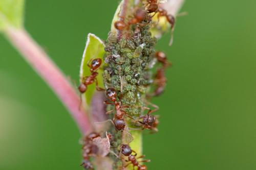 Glyphina betulae