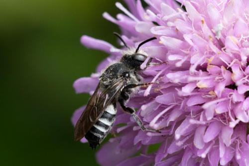 Réf. 328 705 : Coelioxys sp.