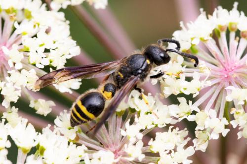 Réf. 328 719 : Discoelius dufourii