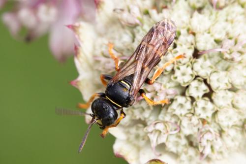 Réf. 328 817 : Gorytes sp.