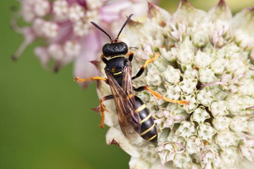 Réf. 328 818 : Gorytes sp.