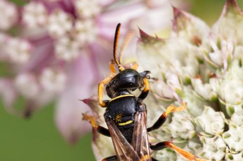 Réf. 328 819 : Gorytes sp.