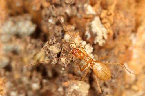 Réf. 328 994 : Aphaenops cerberus inaequalis