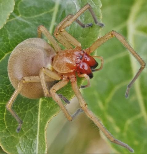 Réf. 328 341 : Cheiracanthium punctorium