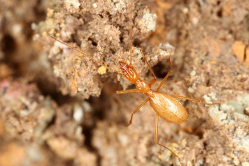 Réf. 328 993 : Aphaenops cerberus inaequalis