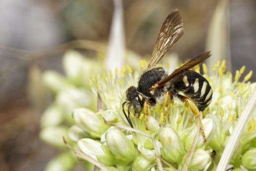 Rhodanthidium septemdentatum