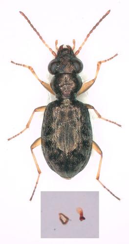 Asaphidion austriacum